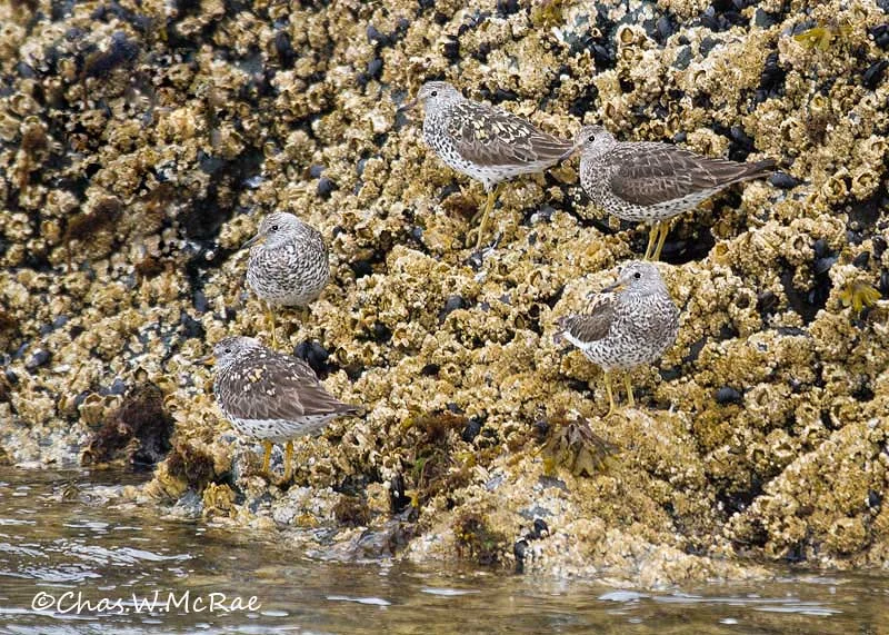 Surfbirds_KBay_CROP_02.jpg
