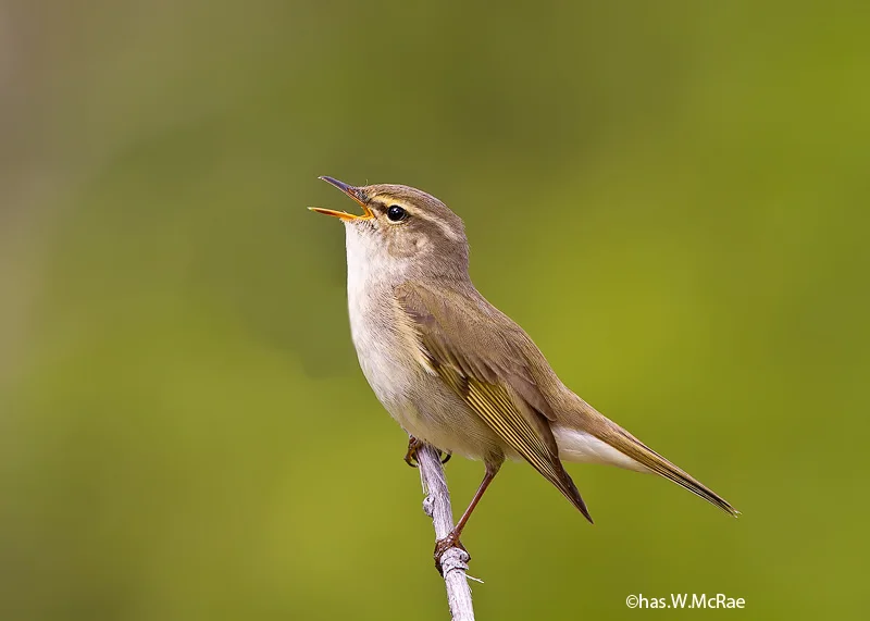 warbler_arctic_t_t_100622_191141_00001_copy.jpg
