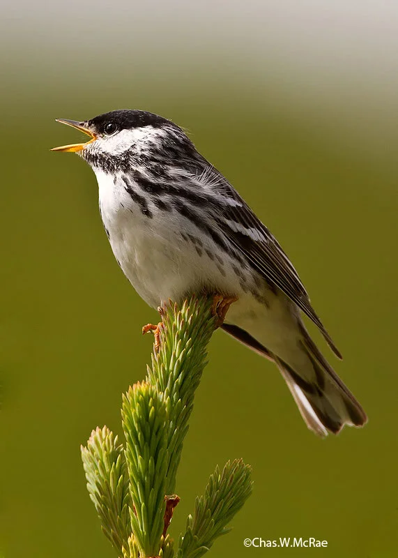 warbler_blackpoll_t_t_100622_182247_00003_copy.jpg