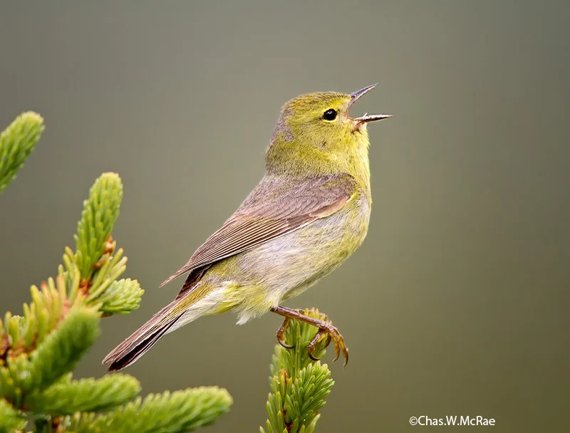 warbler_orange_crowned_t_t_100621_195516_00002.jpg
