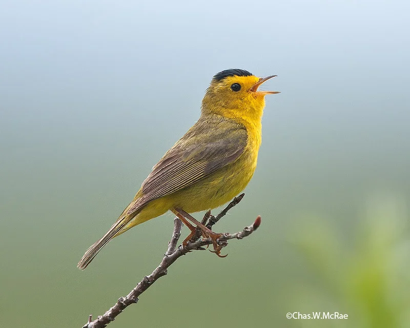 warbler_wilson_s_t_t_100622_145231_00001.jpg