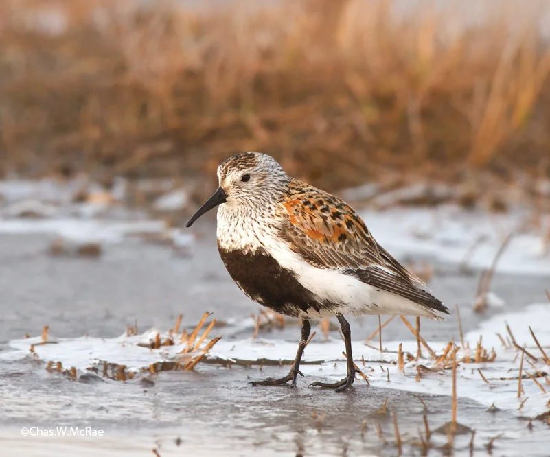 Dunlin2_Barrow_t_100614_091630_00001.jpg