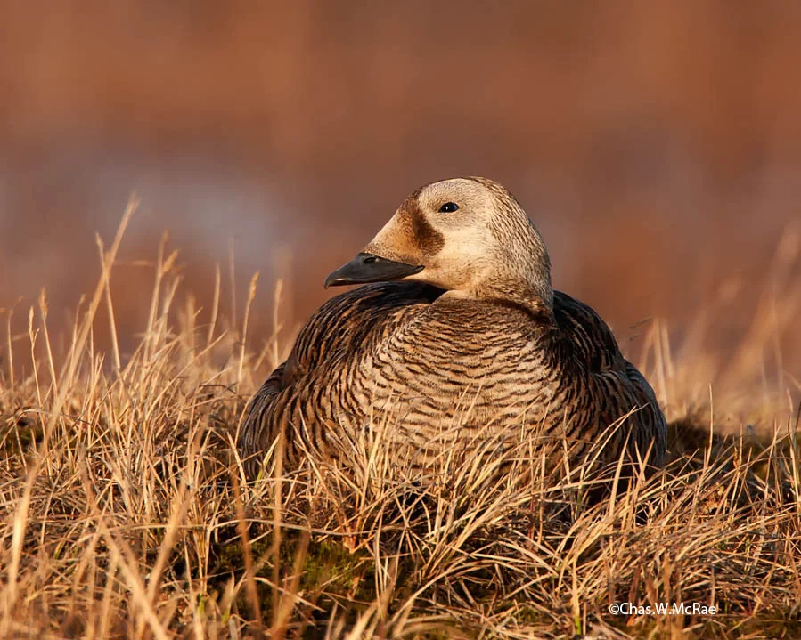 FemaleEider_Spectaled_26419WR06.jpg