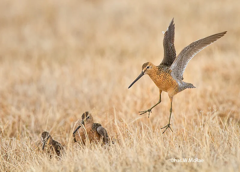 Long_BillDowitcher_alwayslate_copy.jpg