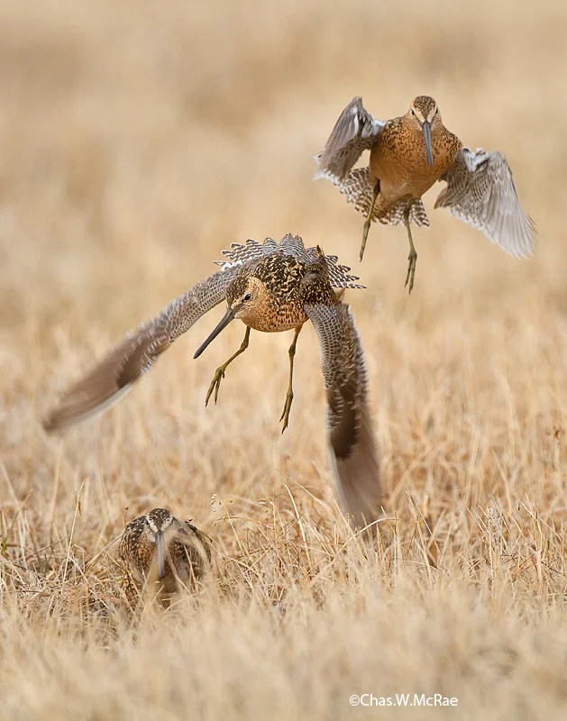 Long_BillDowitcher_formation.jpg