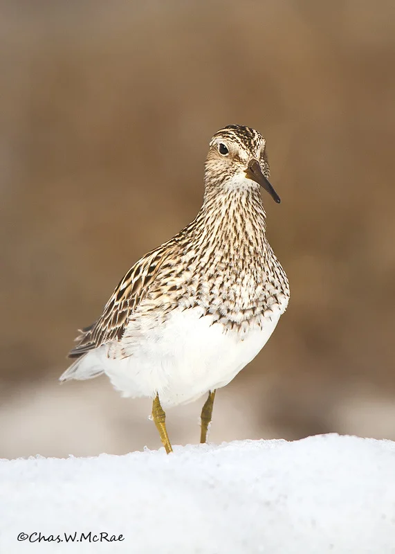 Pectoral_Sandpiper_onsnow_00003.jpg