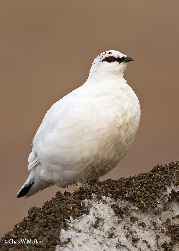 RockPtarmigan_Male_t_100613_123829_00001_copy.jpg
