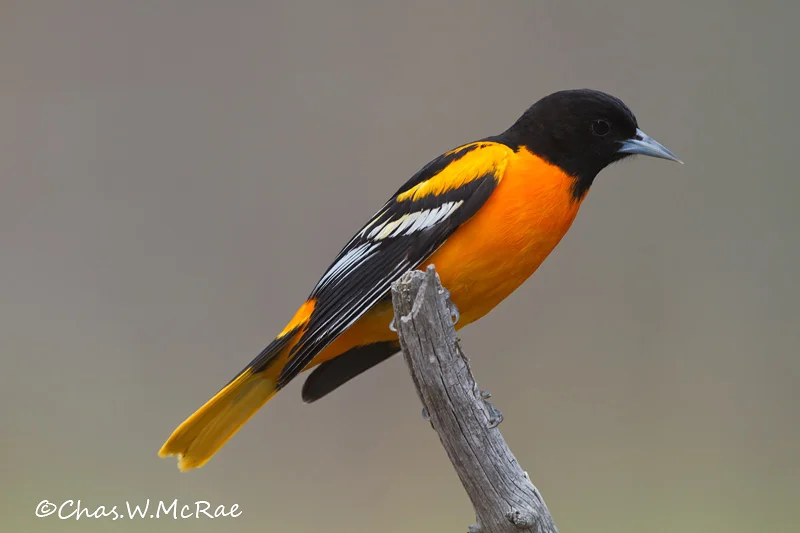 BaltimoreOriole_NE_Mi_00001.jpg