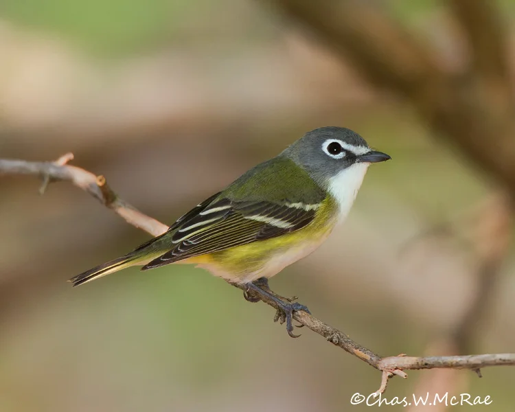 Blue_headedVireo_MageeMrshOhio_00122.jpg