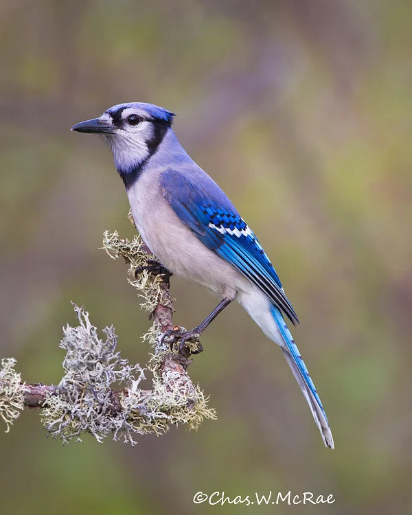 BlueJay_WhitefishPt_Mi_00036.jpg