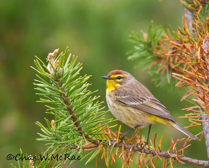 PalmWarbler_NE_Mi_00042.jpg