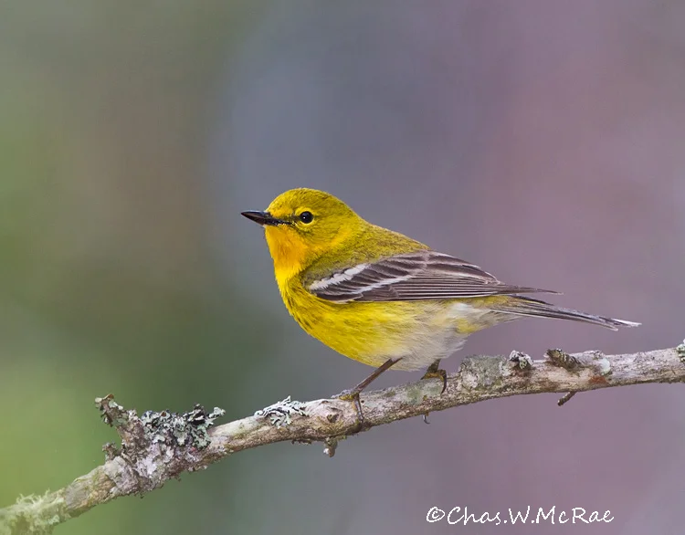 PineWarbler_UP_Mi_00007.jpg