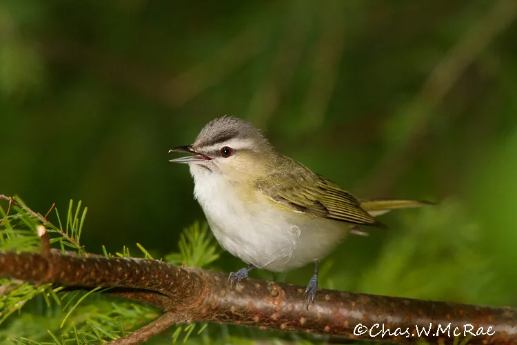 Red_eyedVireo_PancakeBayOntario_00003.jpg