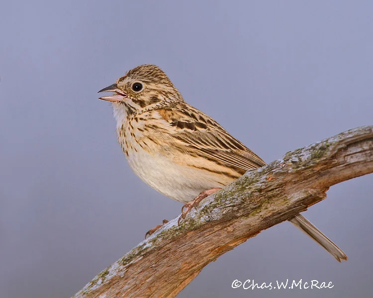 VesperSparrowsingsinging_NE_Mi_00030_copy_copy.jpg