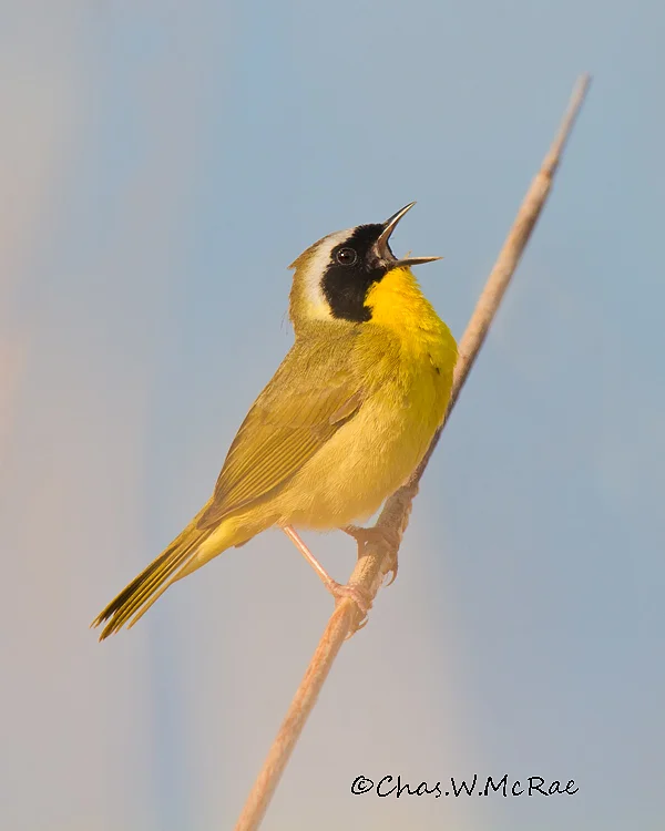 Yellowthroa2t_Magee_Ohio_00029.jpg