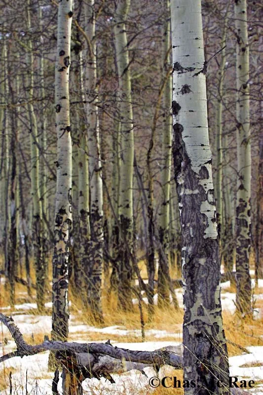 AspRkNtlPark_01.jpg