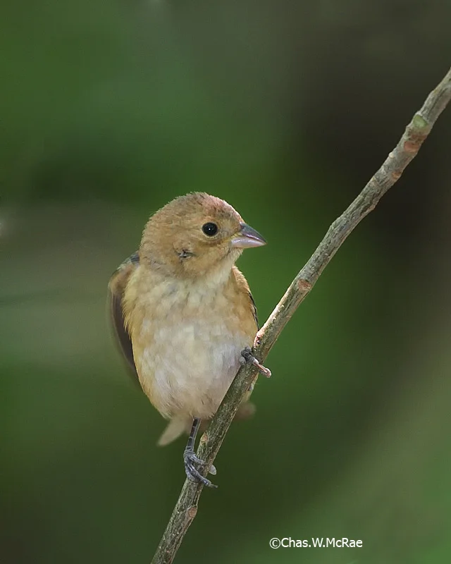 IndigoBunting_female_23576WR06.jpg