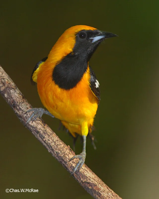 Oriole_Hooded_Yucatansp_igneus.jpg
