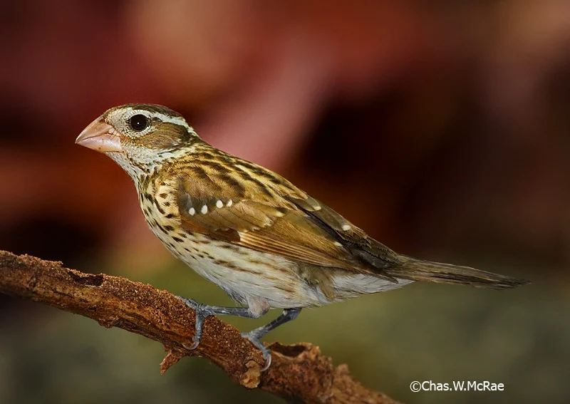 RoseBrGrosbeak_female_23554WR06.jpg