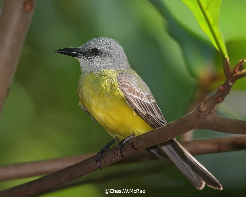 Tropical_Kingbird_23688WR06.jpg
