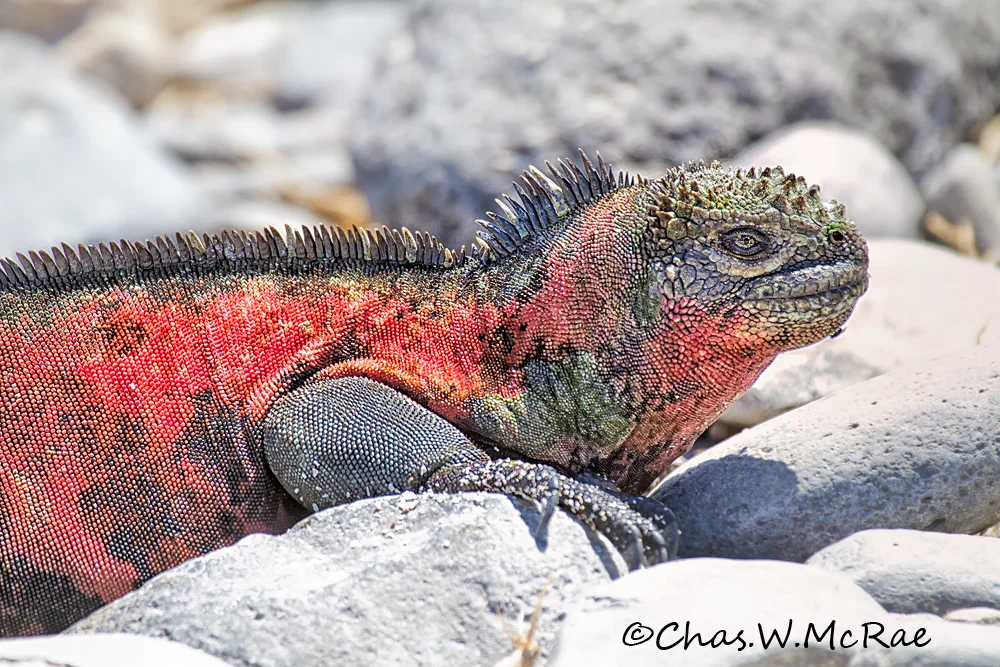 Galapagos Marine Iguana