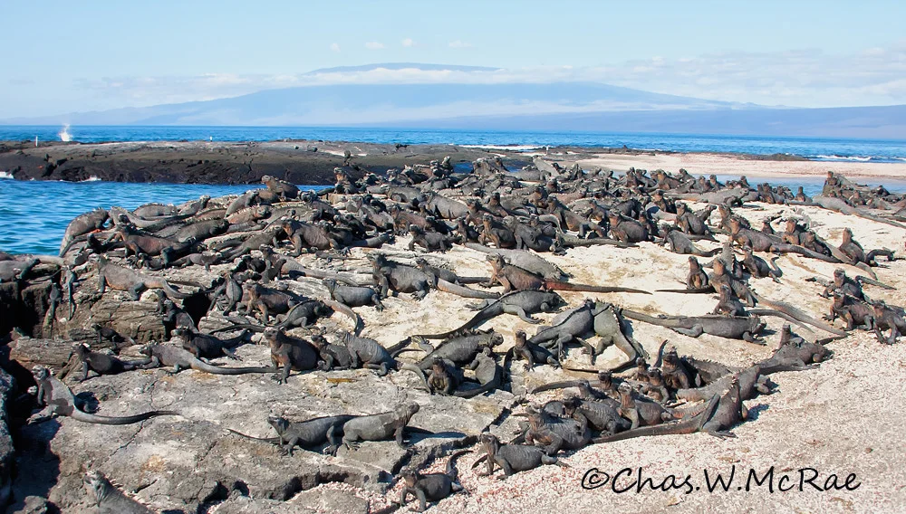 Marine Iguana Mass