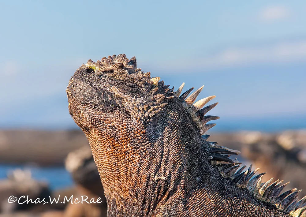 Galapagos Marine Iguana