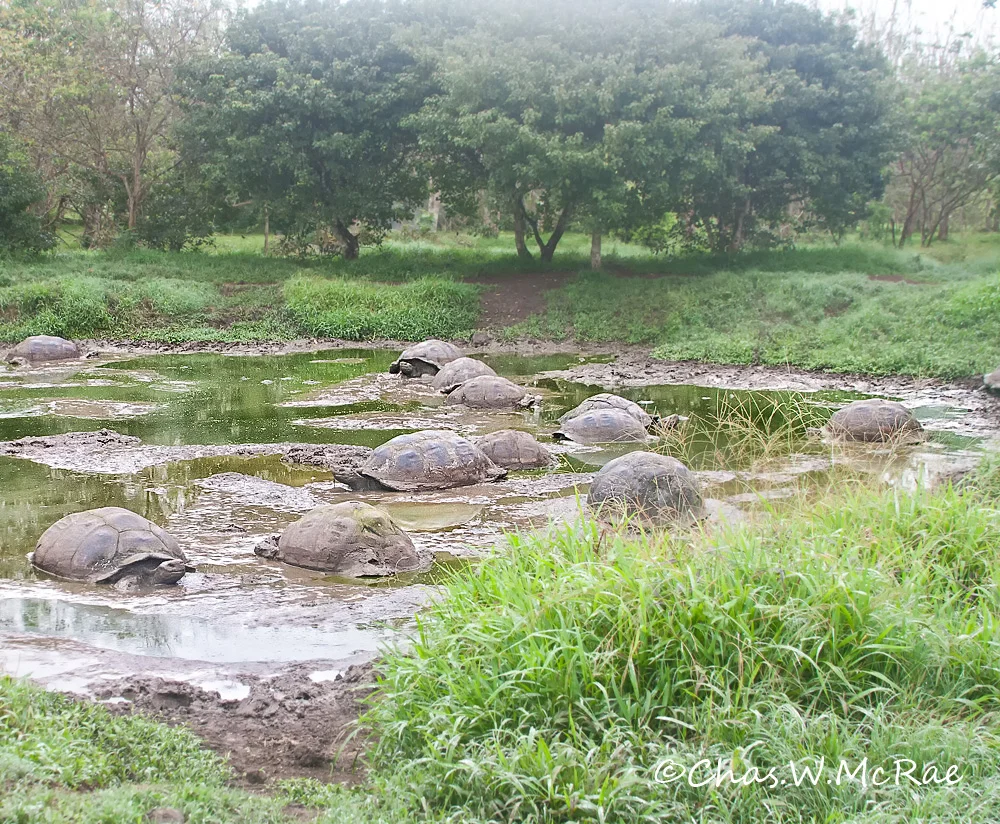Galapagos Tortoise