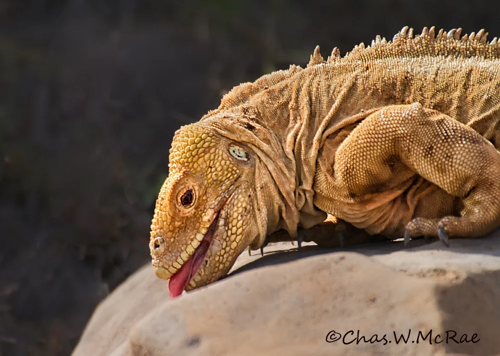 Galapagos Land Iguana