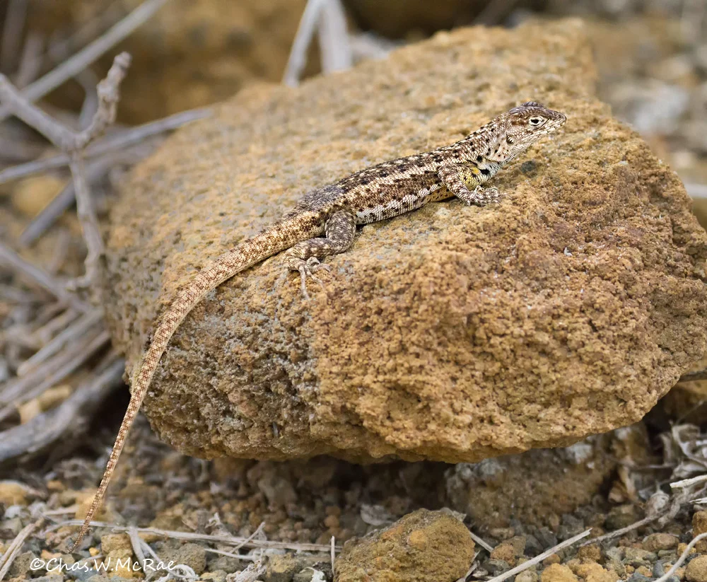 Lava Lizard