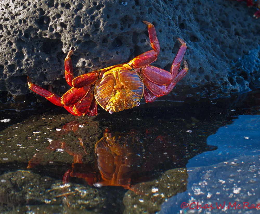 Sally Lightfoot Crab