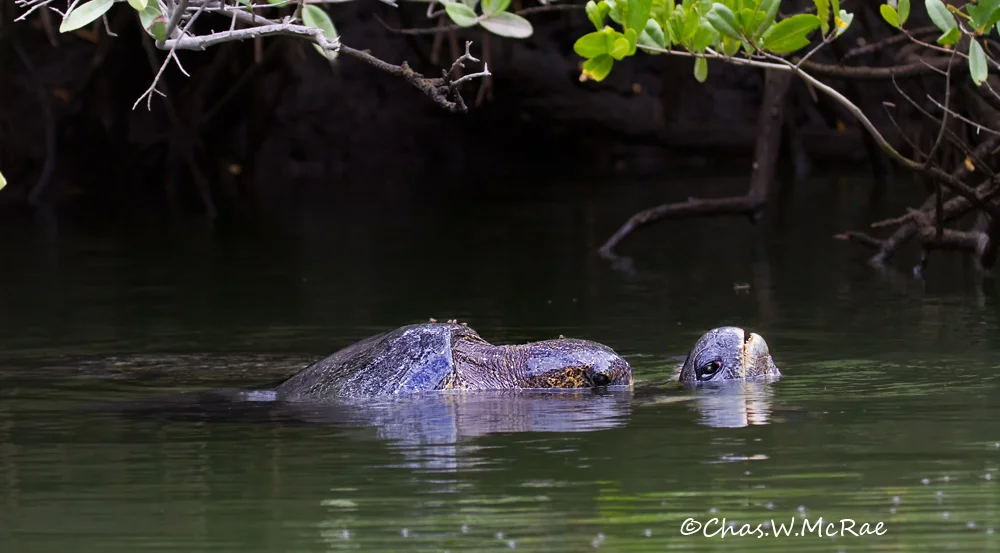 Galapago Green Turtles