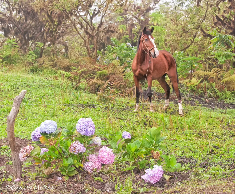 Pasture and Hydrangea fence line