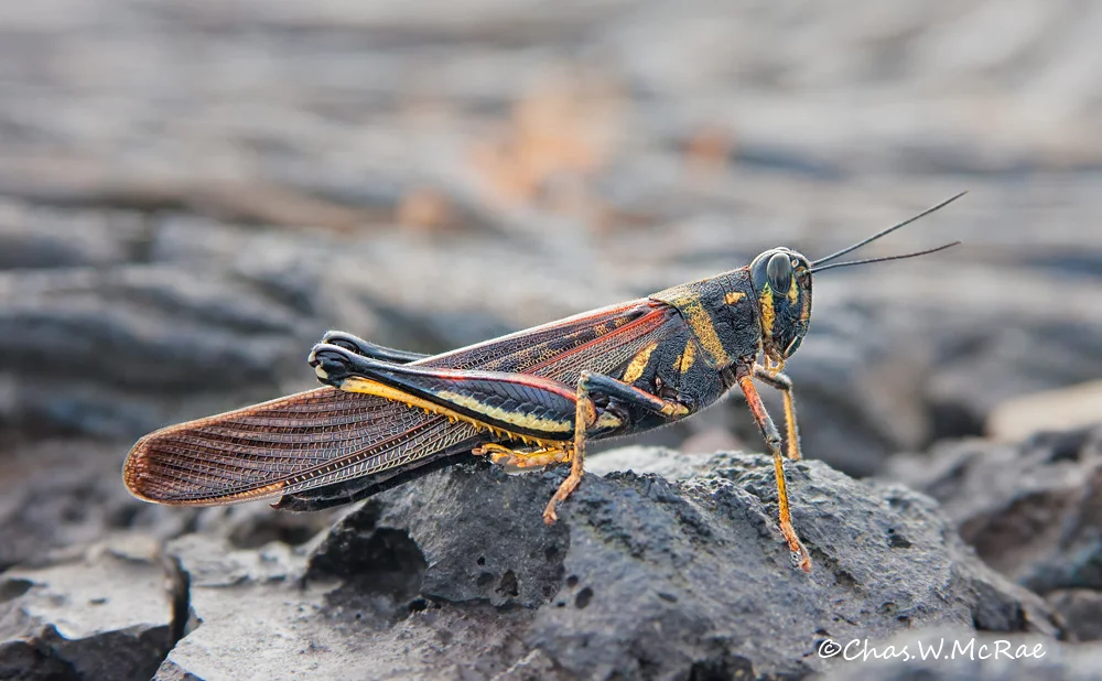 Large Painted Locust