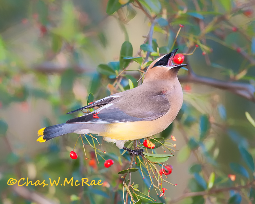 South Carolina Birds — Chas. McRae Photography