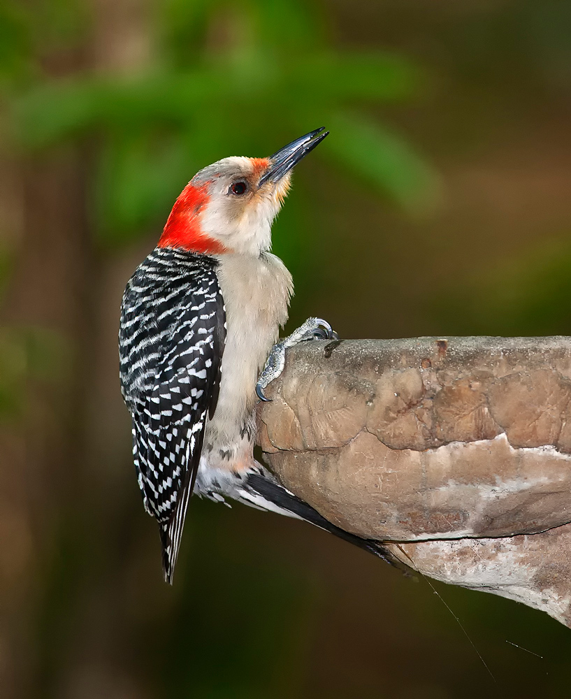 South Carolina Birds — Chas. McRae Photography