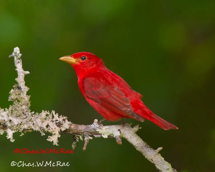 South Carolina Birds — Chas. McRae Photography
