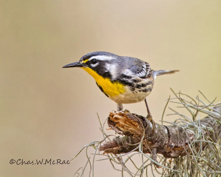 South Carolina Birds — Chas. McRae Photography