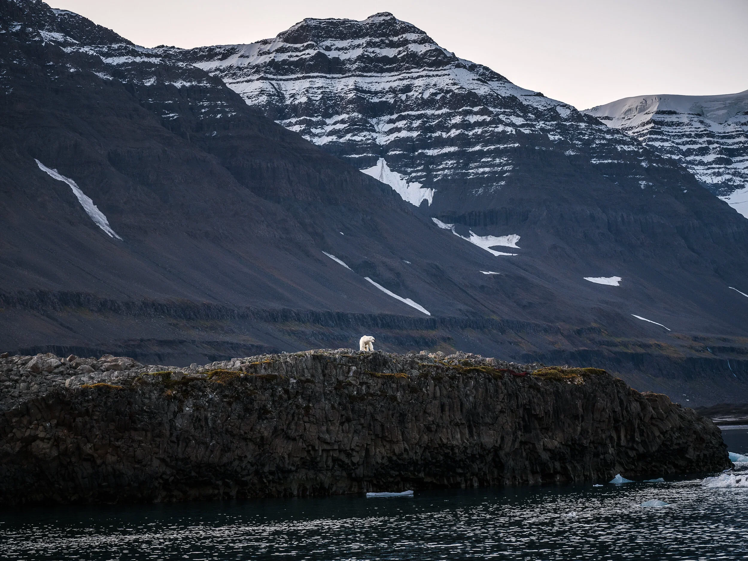 Isbjorn Nº71.jpg.webp