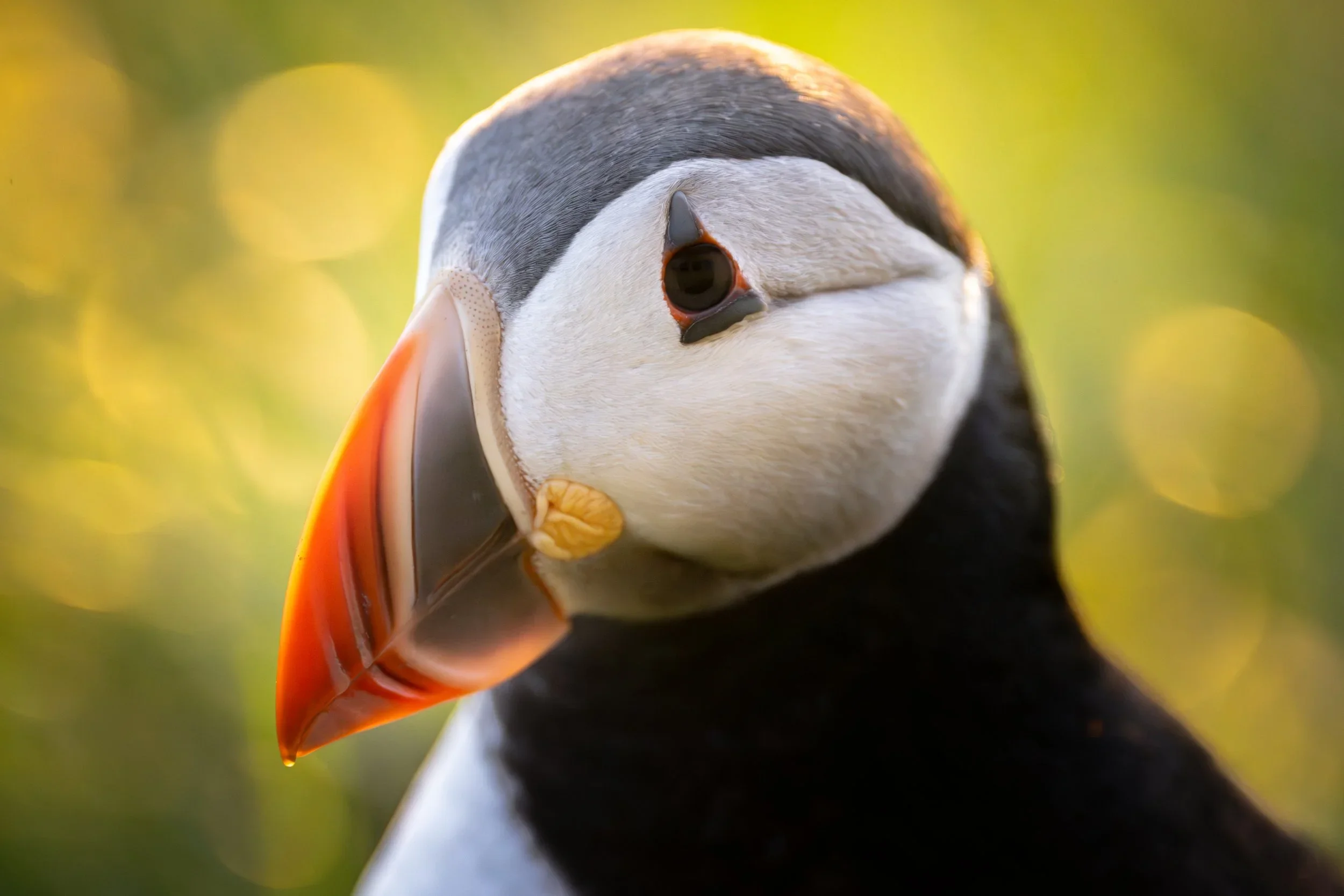 Puffin 1.jpg.webp