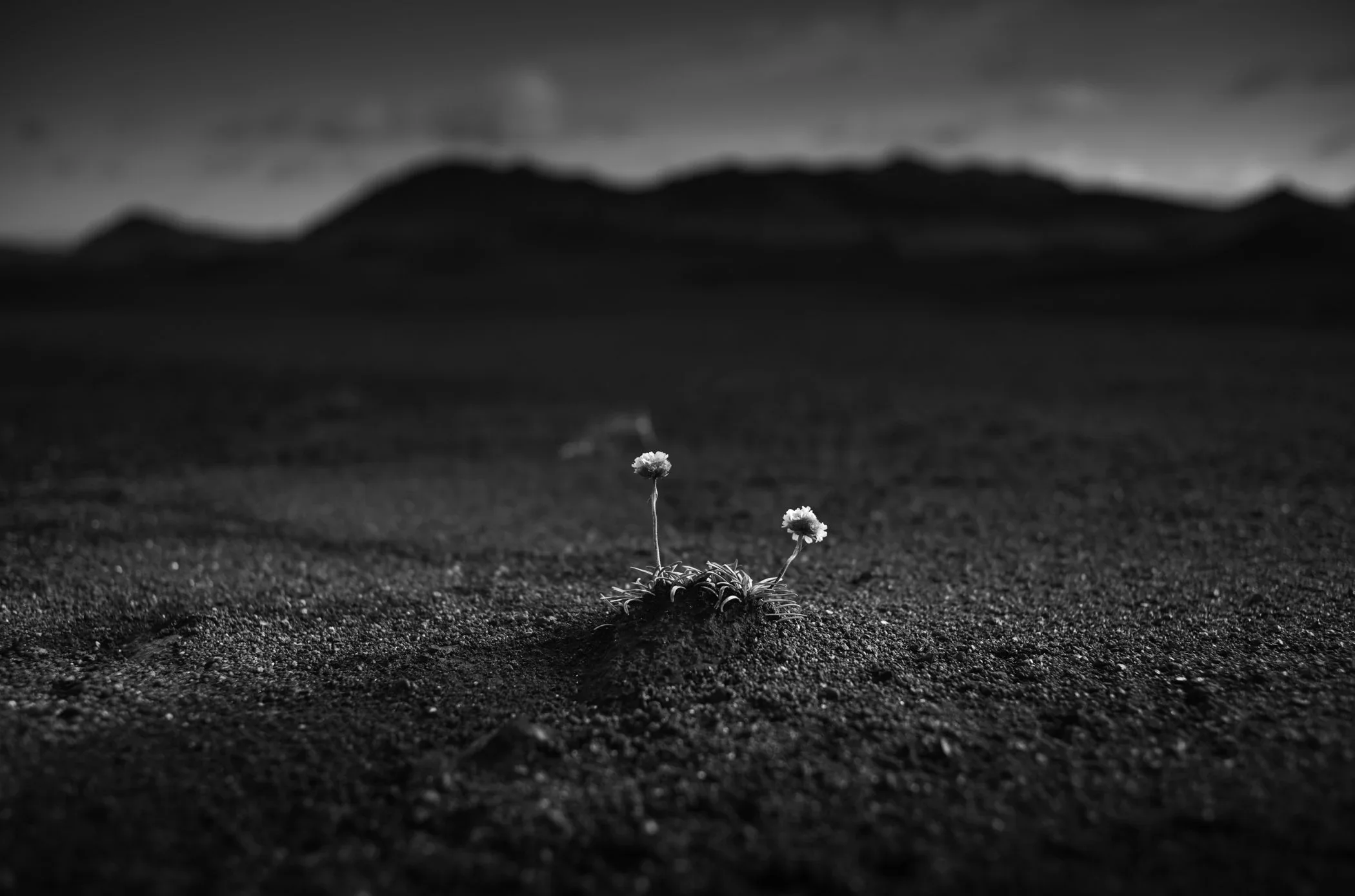 Desert Rose.jpg.webp