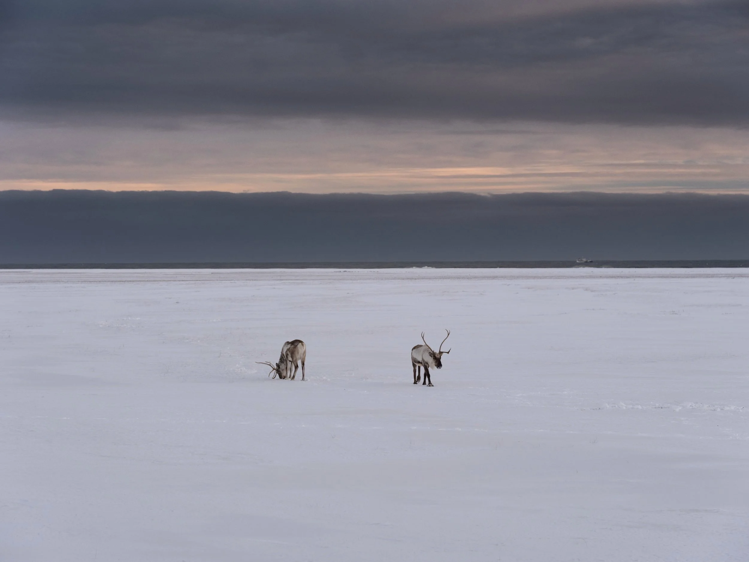 Feb Deer (Color), winter 22 (Copy)