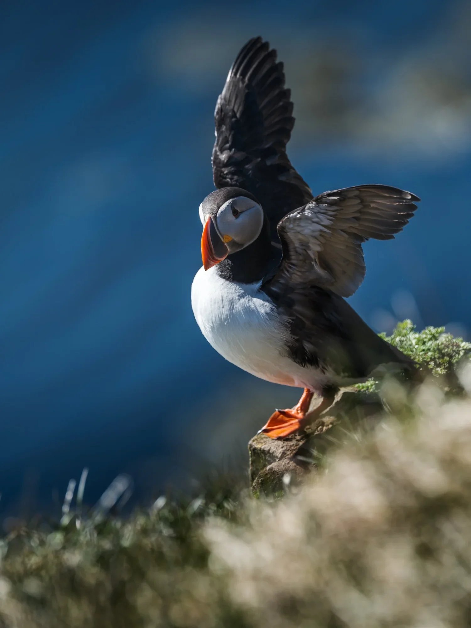 Vestri Puffin Nº21.jpg.webp