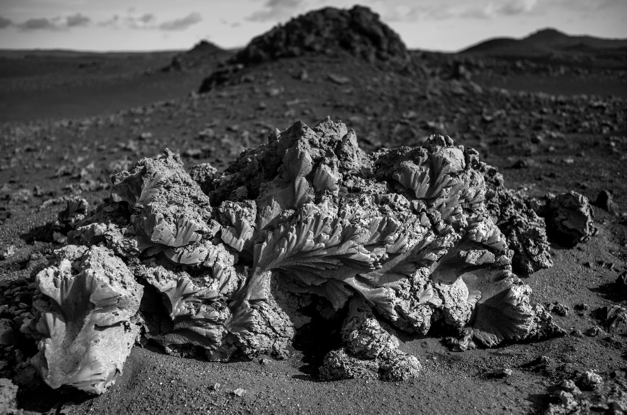 Sandblossom .jpg.webp