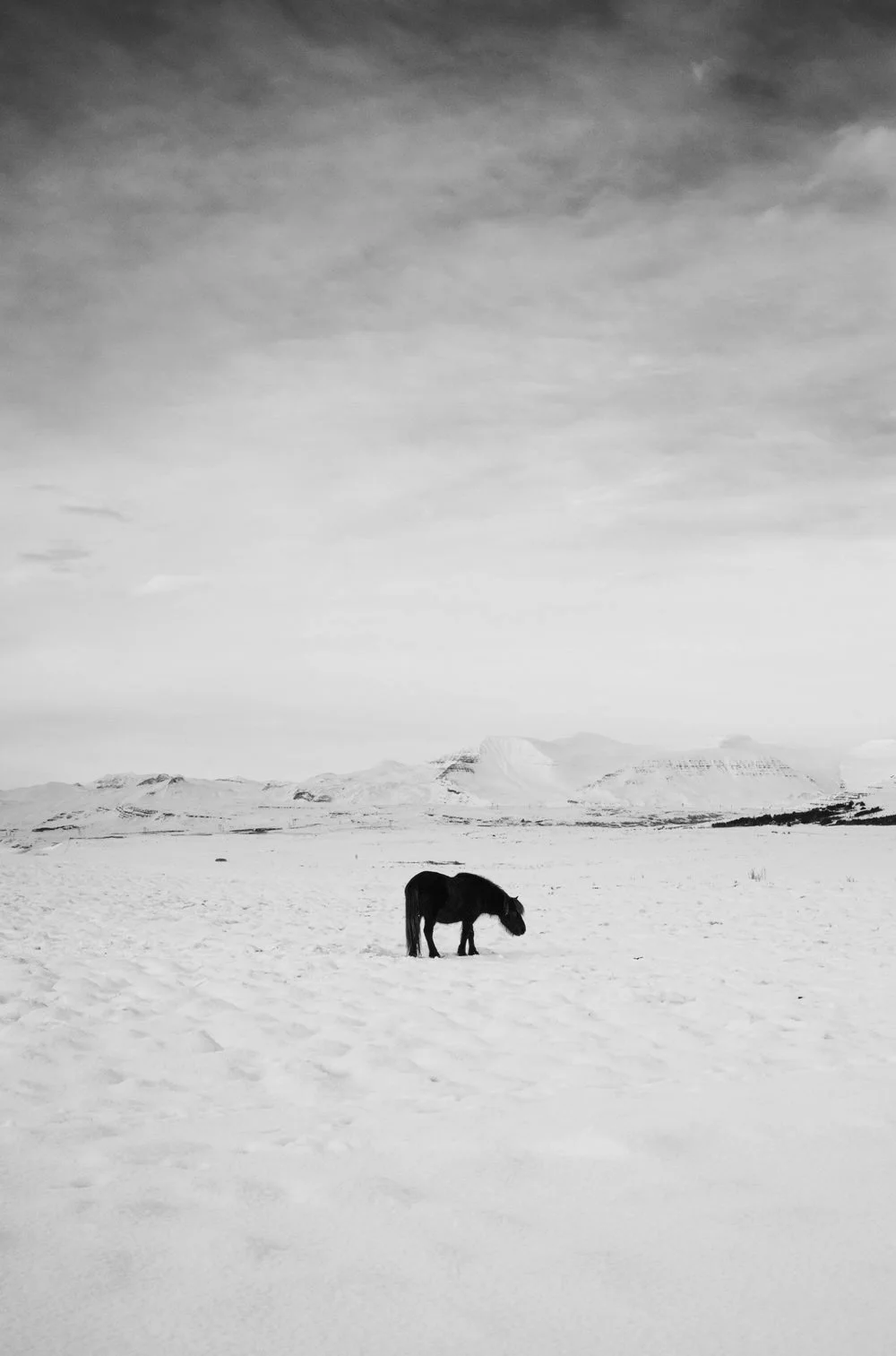 Lonely Horse (BW), winter 22 (Copy)
