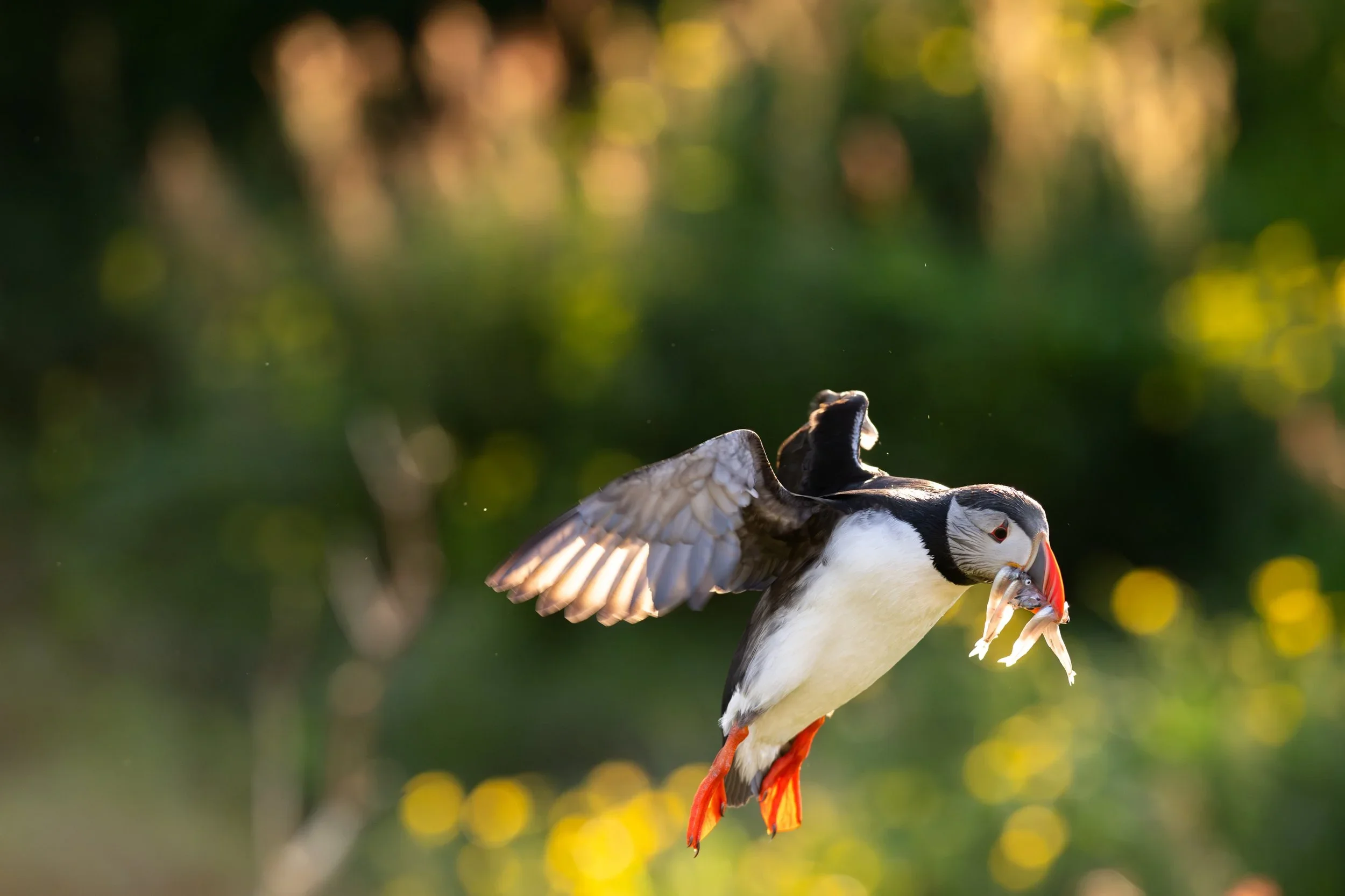 Eystri Puffin Nº2.jpg.webp
