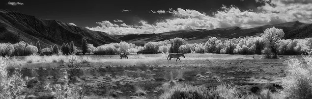 Image is CC-BY by Greg Westfall on Flickr