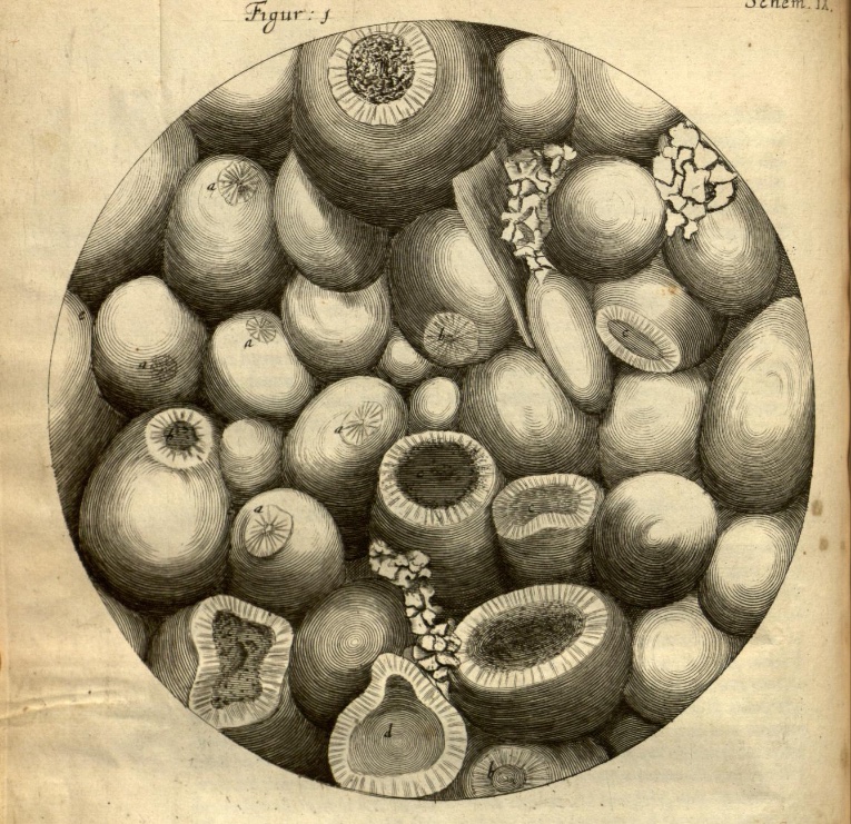 Hooke's engraving