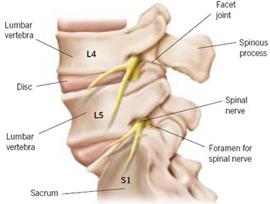 Lumbar Spine Anatomy