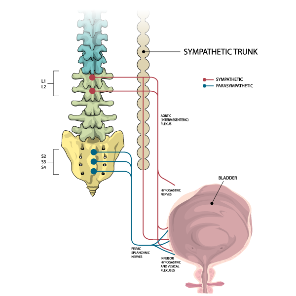 Detrusor Muscle Innervation
